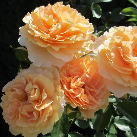 Velden - Angelika Berginz Daire